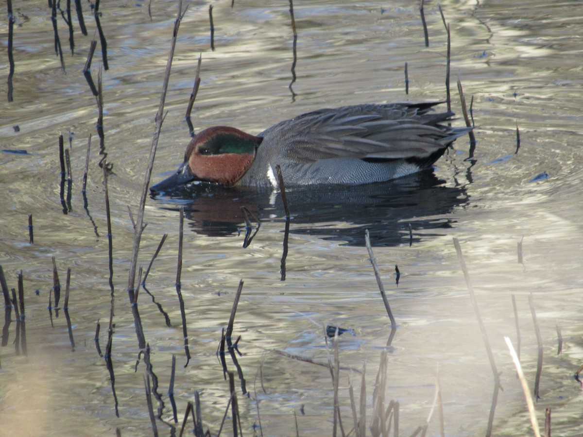 Green-winged Teal - ML646240511