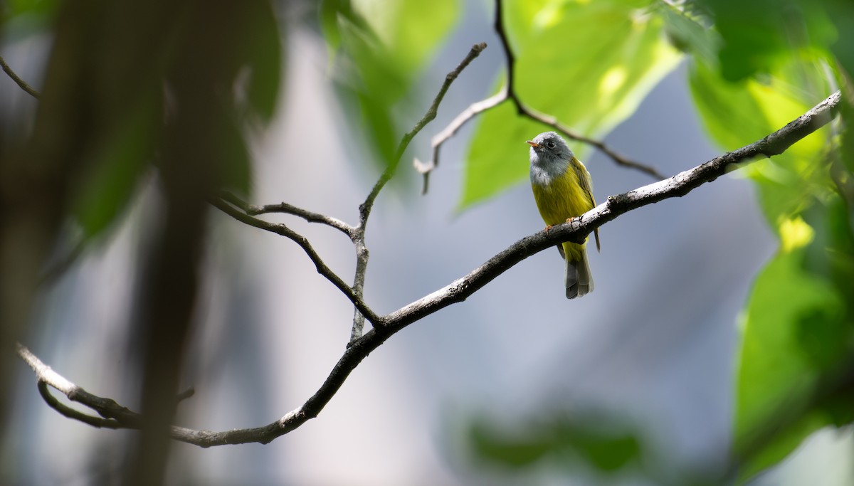 Gray-headed Canary-Flycatcher - ML646240513