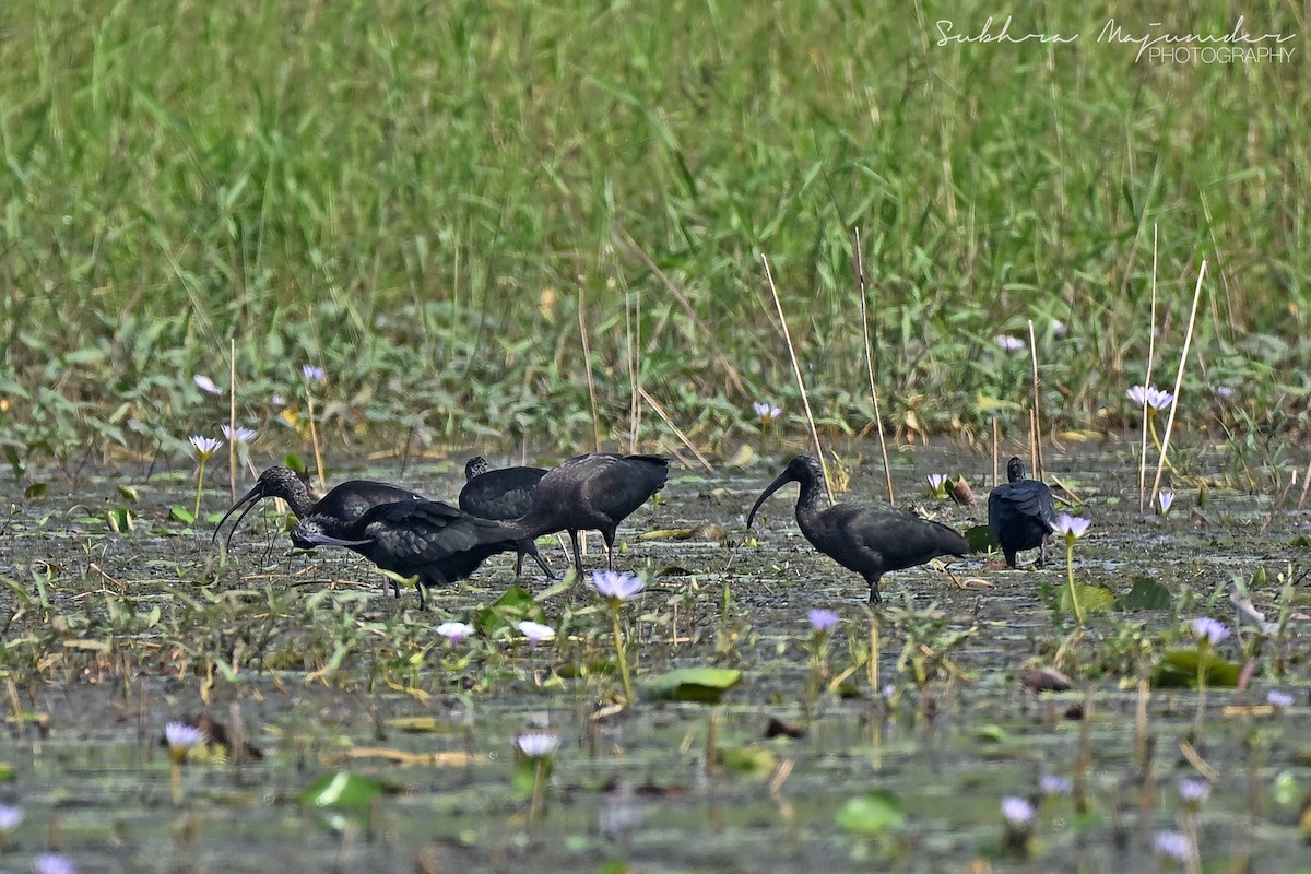 Glossy Ibis - ML646240514