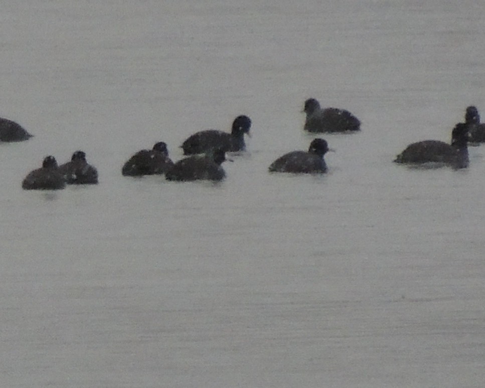 American Coot - ML646240515