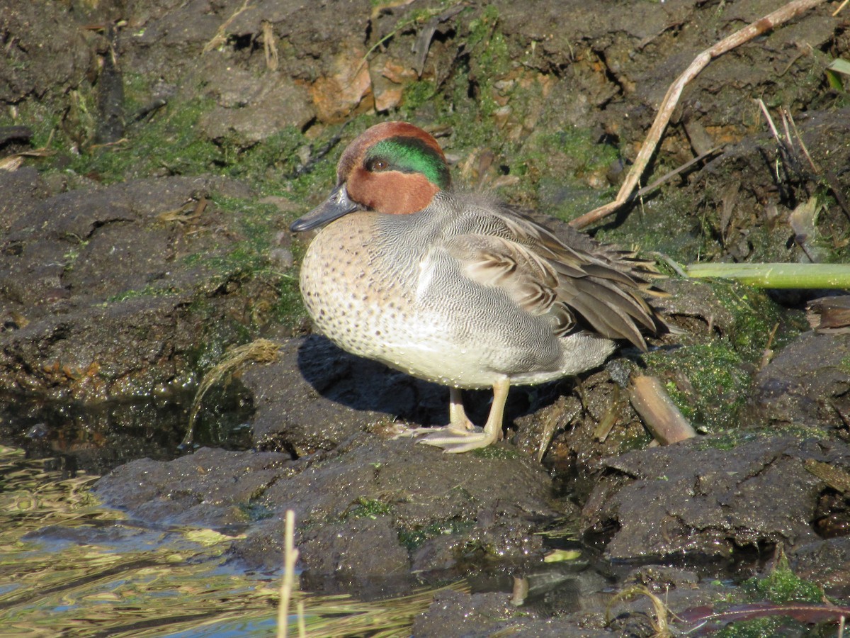 Green-winged Teal - ML646240518