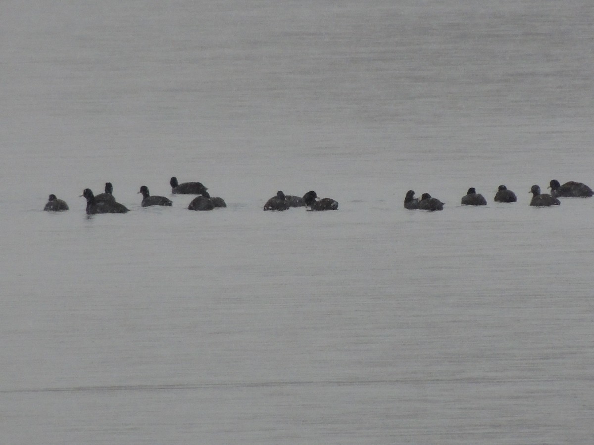 American Coot - ML646240520