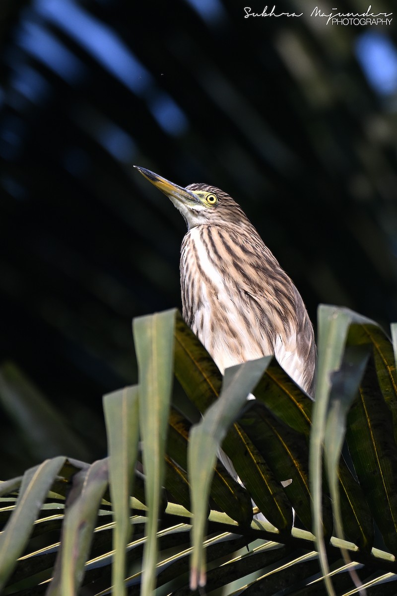 Indian Pond-Heron - ML646240521