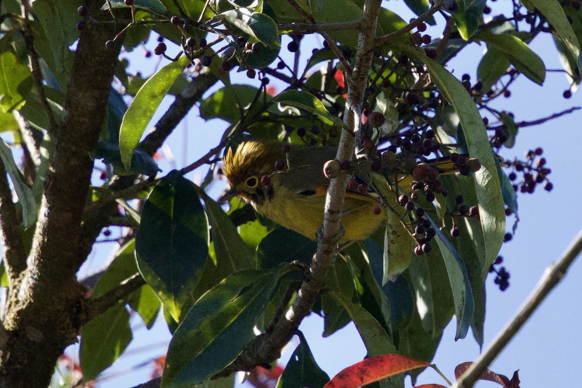 Chestnut-tailed Minla - ML646240522