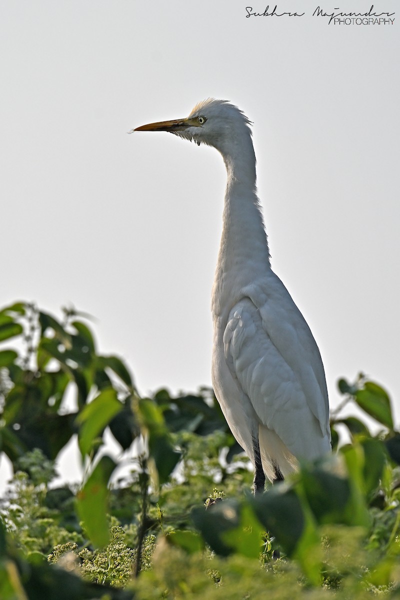 Eastern Cattle-Egret - ML646240523