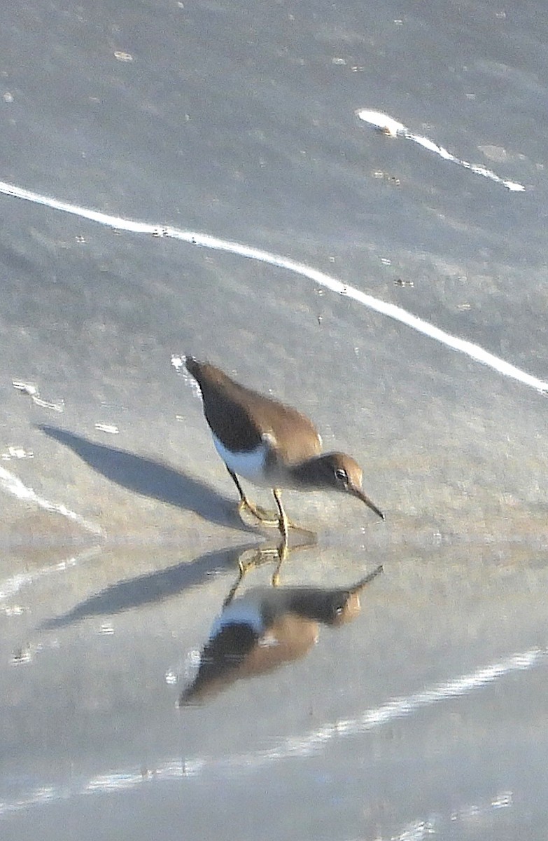 Common Sandpiper - ML646240524