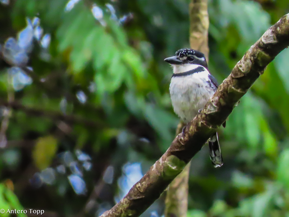 Pied Puffbird - ML646240528