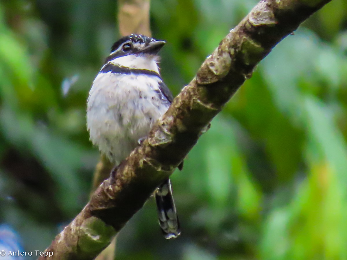 Pied Puffbird - ML646240529