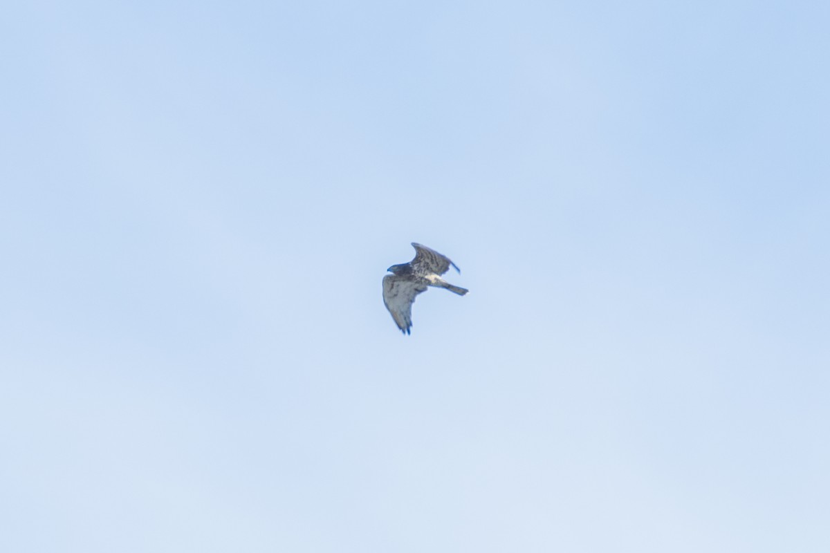 Змієїд блакитноногий - ML646240531