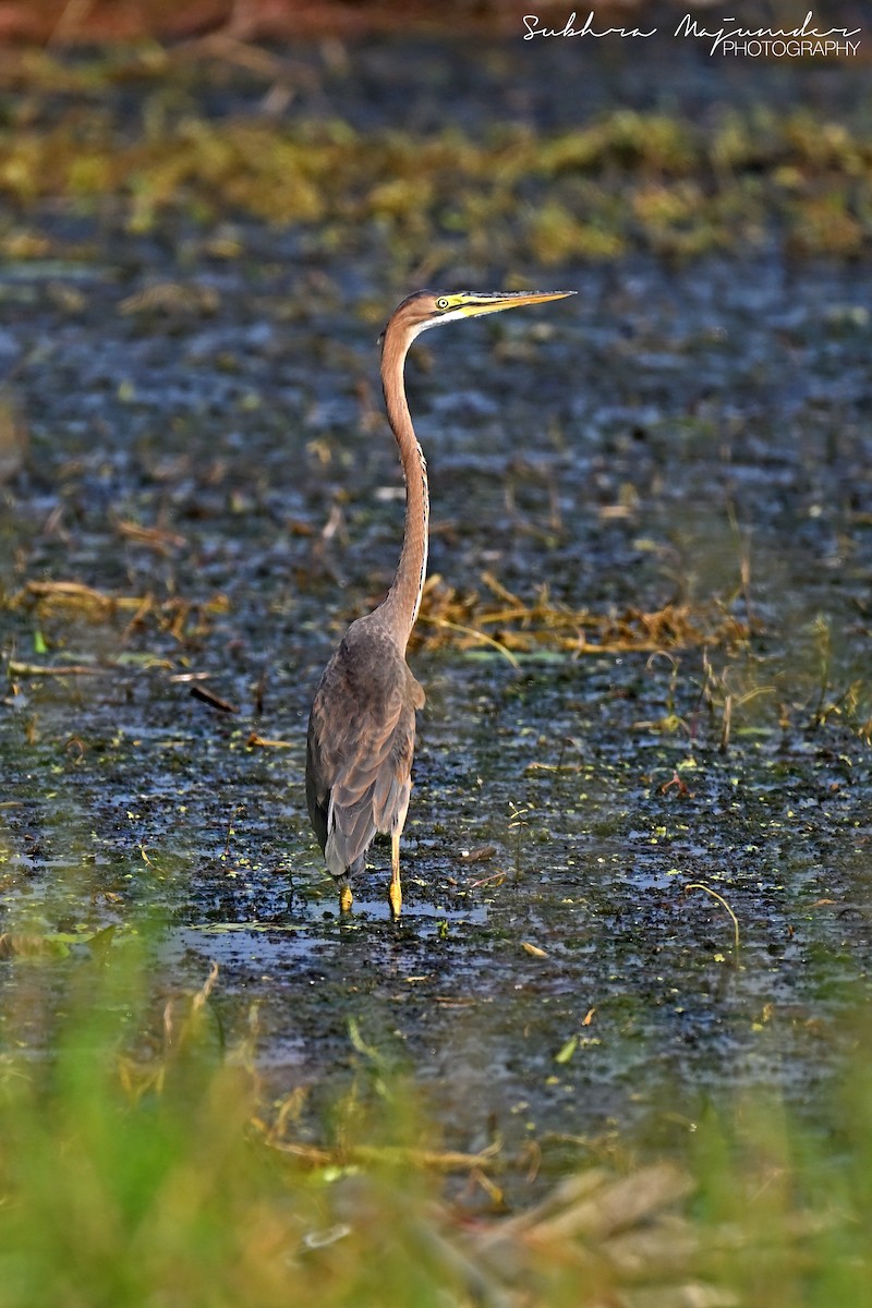 Purple Heron - ML646240532