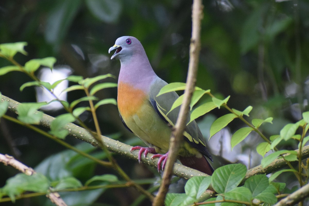 Pink-necked Green-Pigeon - ML646240533