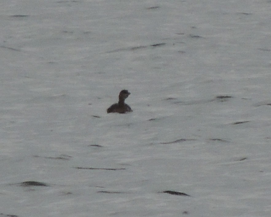 Pied-billed Grebe - ML646240534