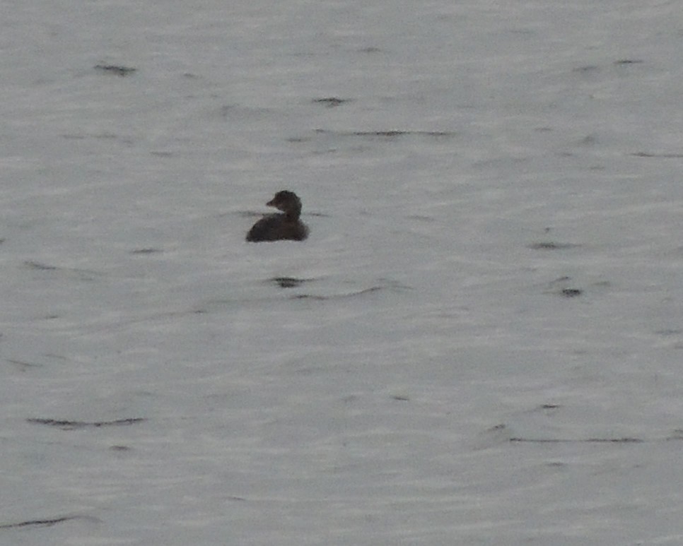 Pied-billed Grebe - ML646240535