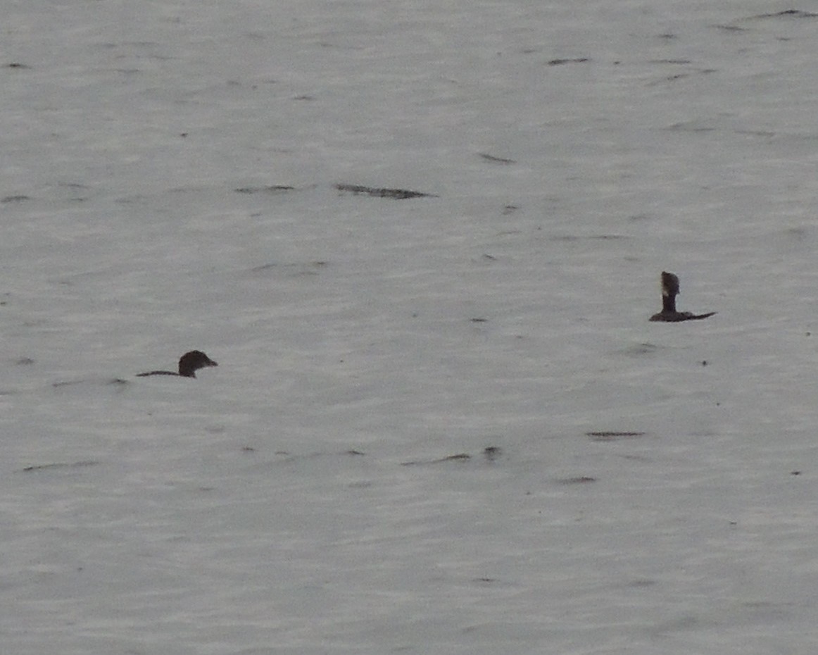 Pied-billed Grebe - ML646240536