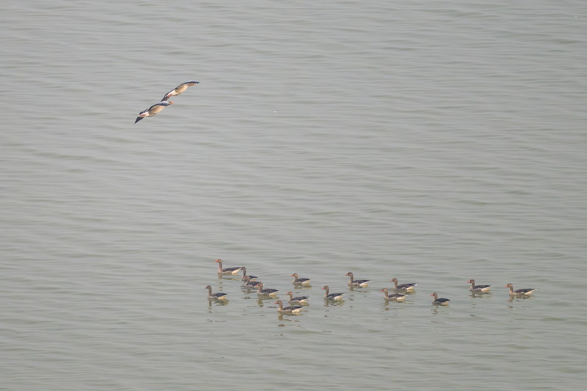 grågås - ML646240537