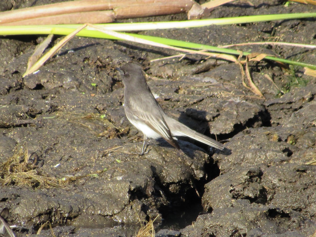 Black Phoebe - ML646240538