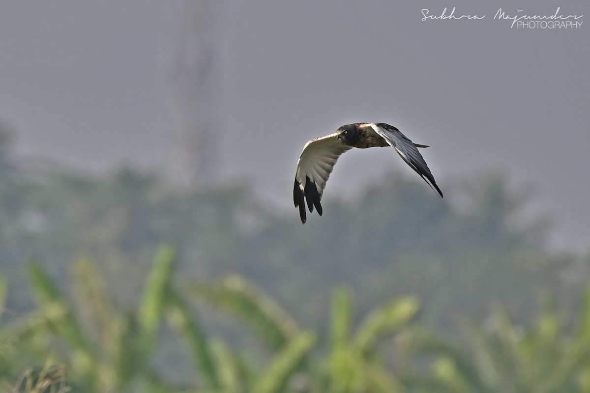 Eastern Marsh Harrier - ML646240543