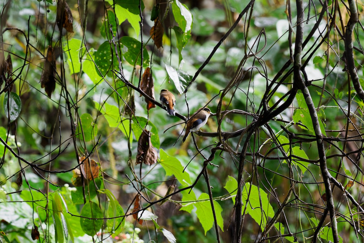 Рогодзьоб синьокрилий - ML646240544