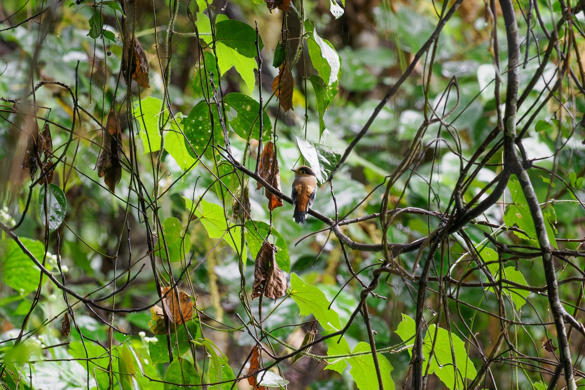 Рогодзьоб синьокрилий - ML646240545