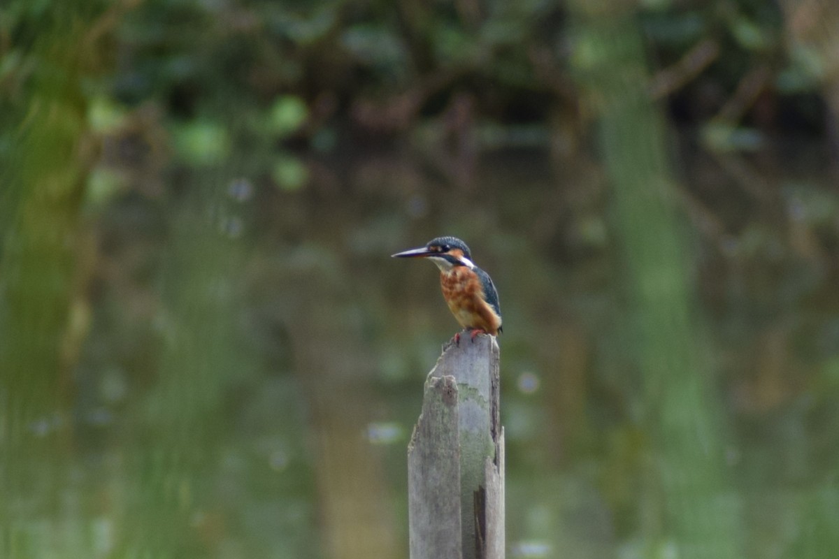 שלדג גמדי - ML646240562