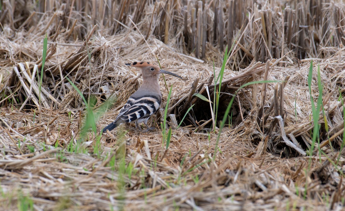 Common Hoopoe - ML646240563