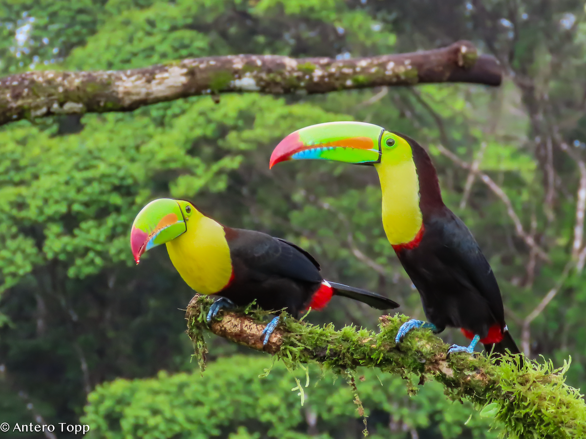 Радужный тукан - ML646240564