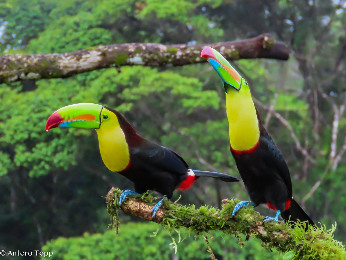 Радужный тукан - ML646240565