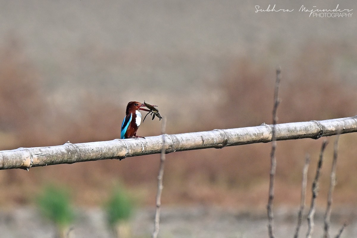 White-throated Kingfisher - ML646240566