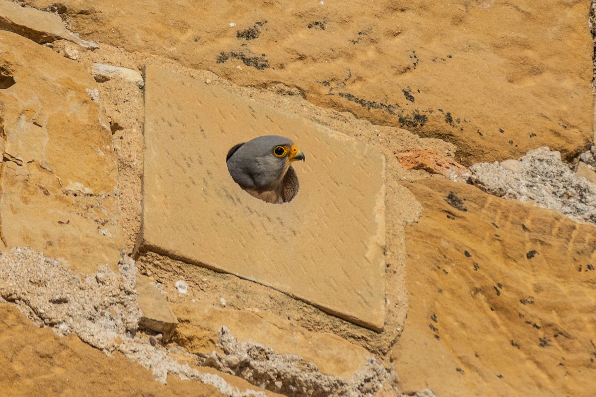 Lesser Kestrel - ML646240567