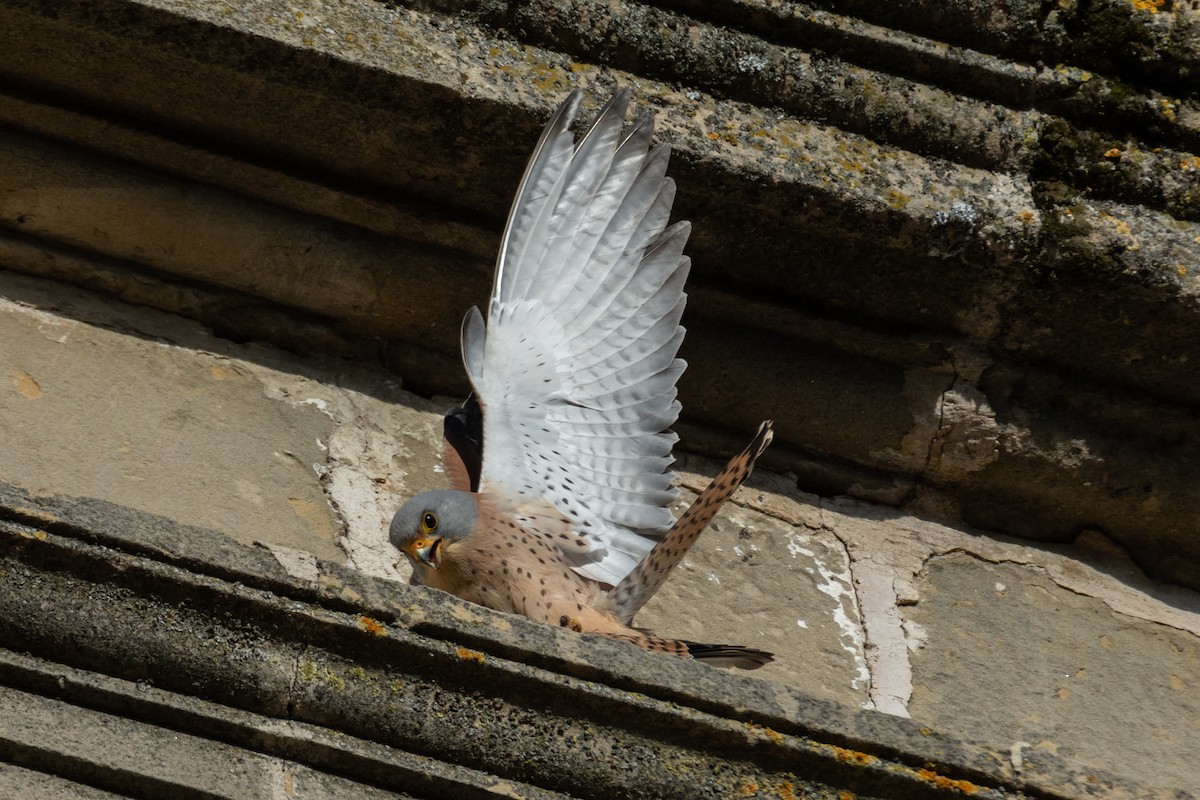 Lesser Kestrel - ML646240568