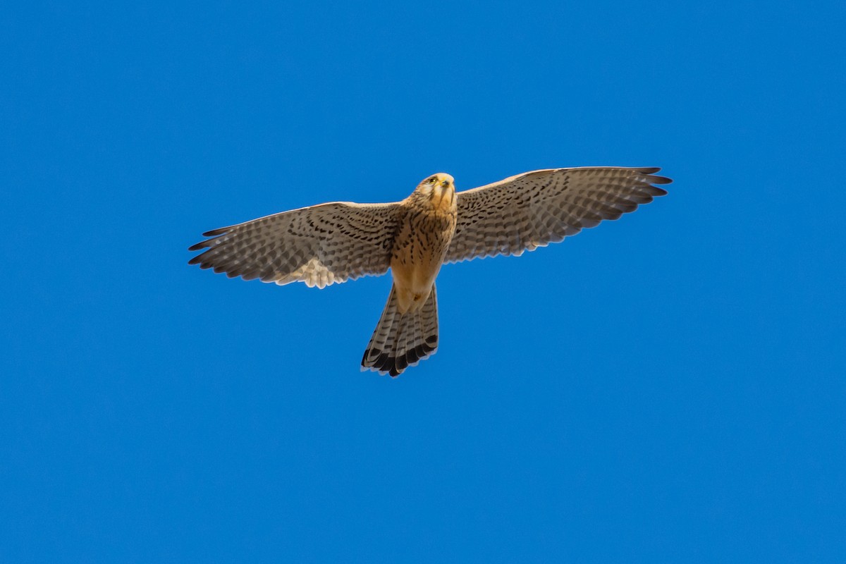 Lesser Kestrel - ML646240569