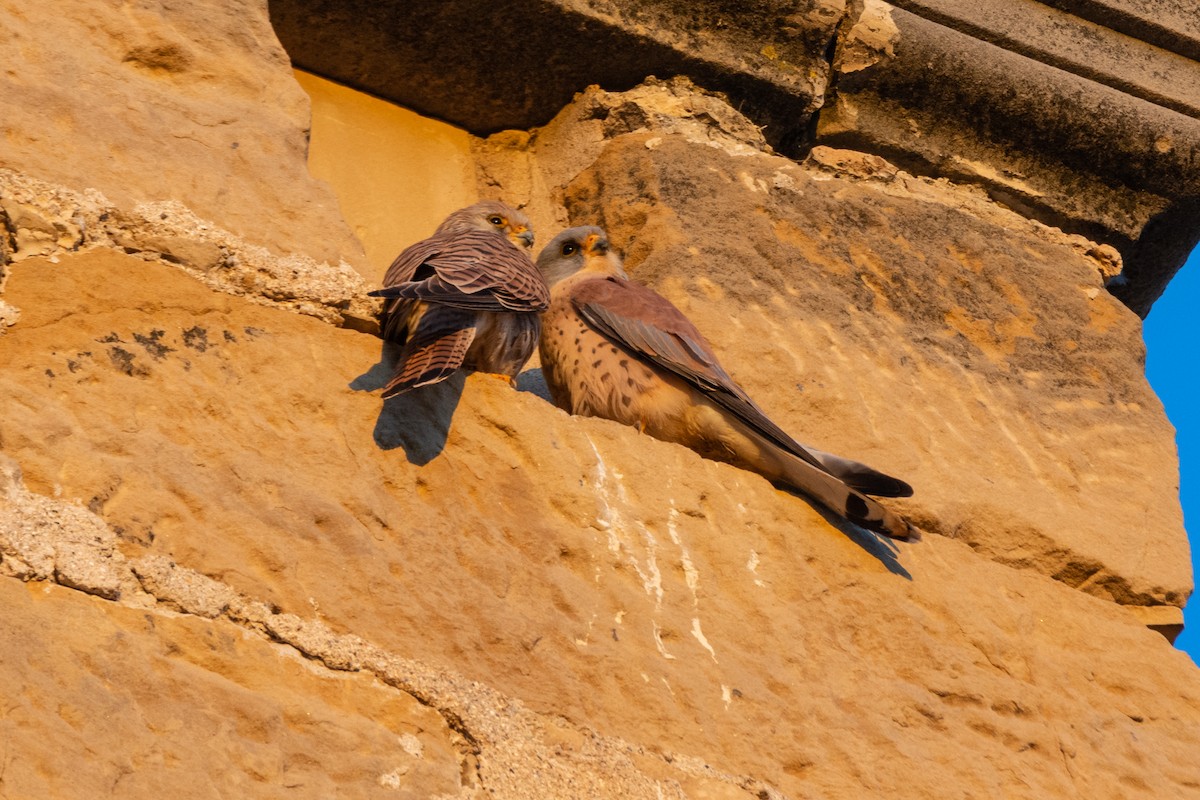 Lesser Kestrel - ML646240570
