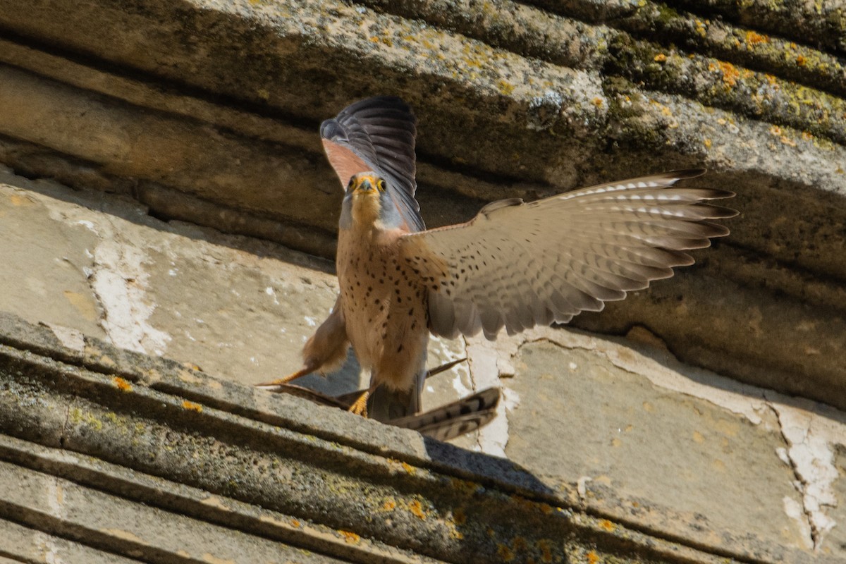 Lesser Kestrel - ML646240571