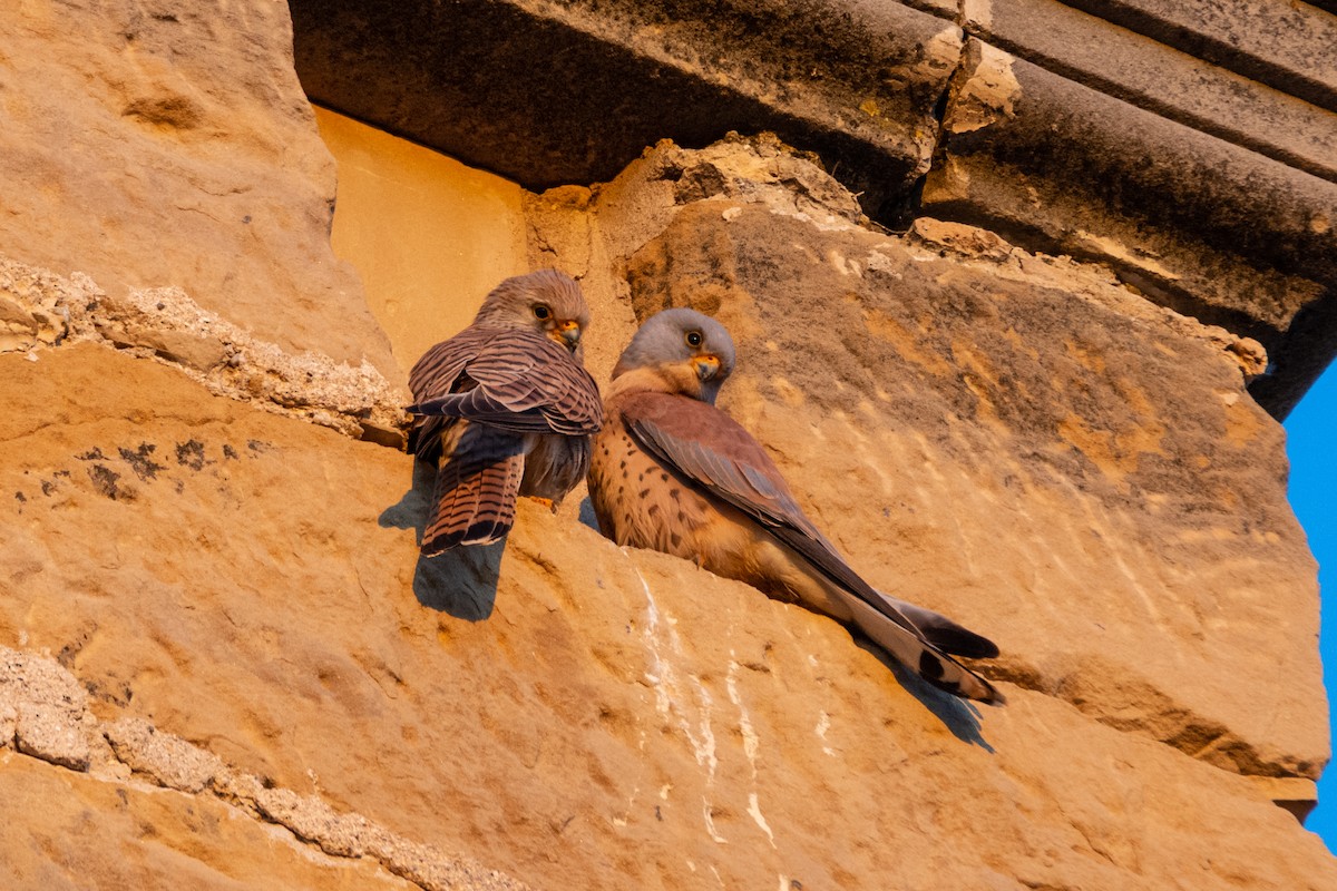 Lesser Kestrel - ML646240572