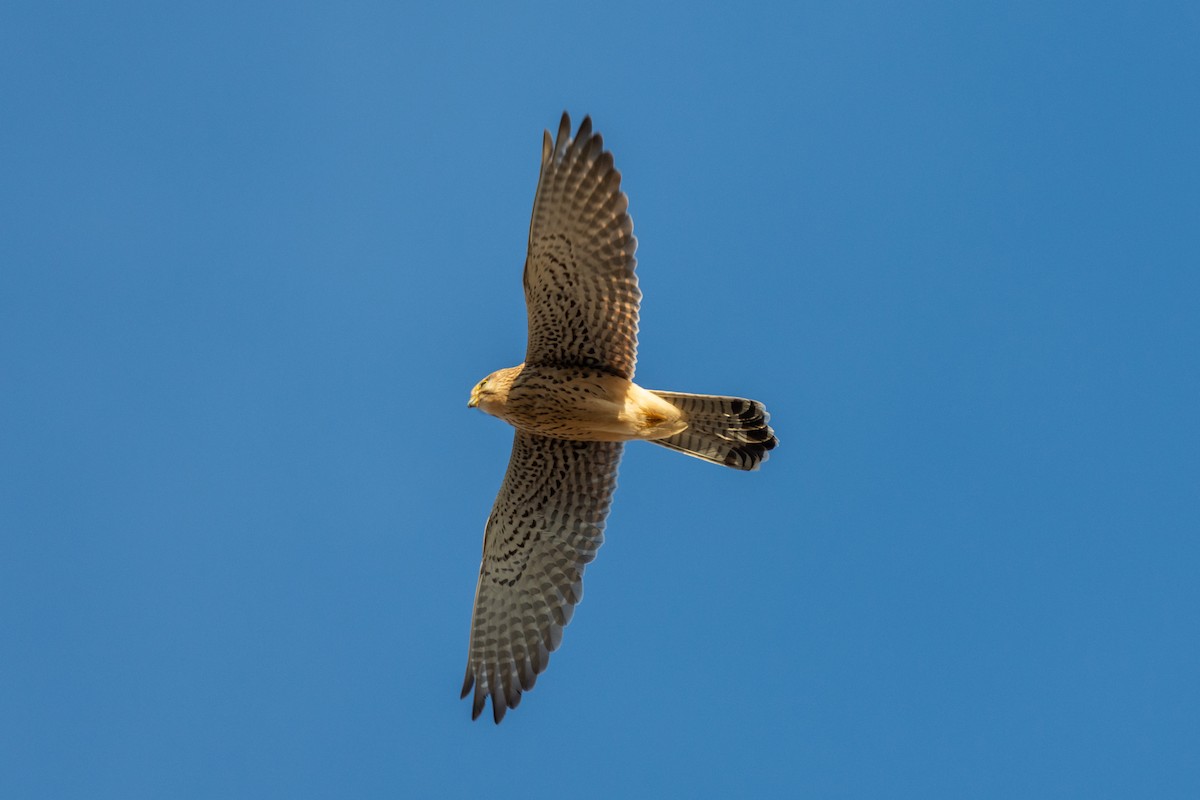 Lesser Kestrel - ML646240573