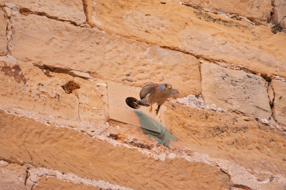 Lesser Kestrel - ML646240574