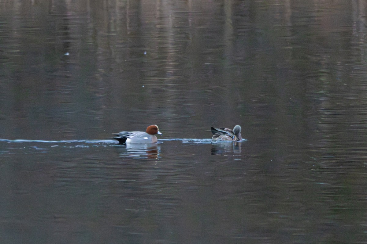 hvízdák eurasijský - ML646240576