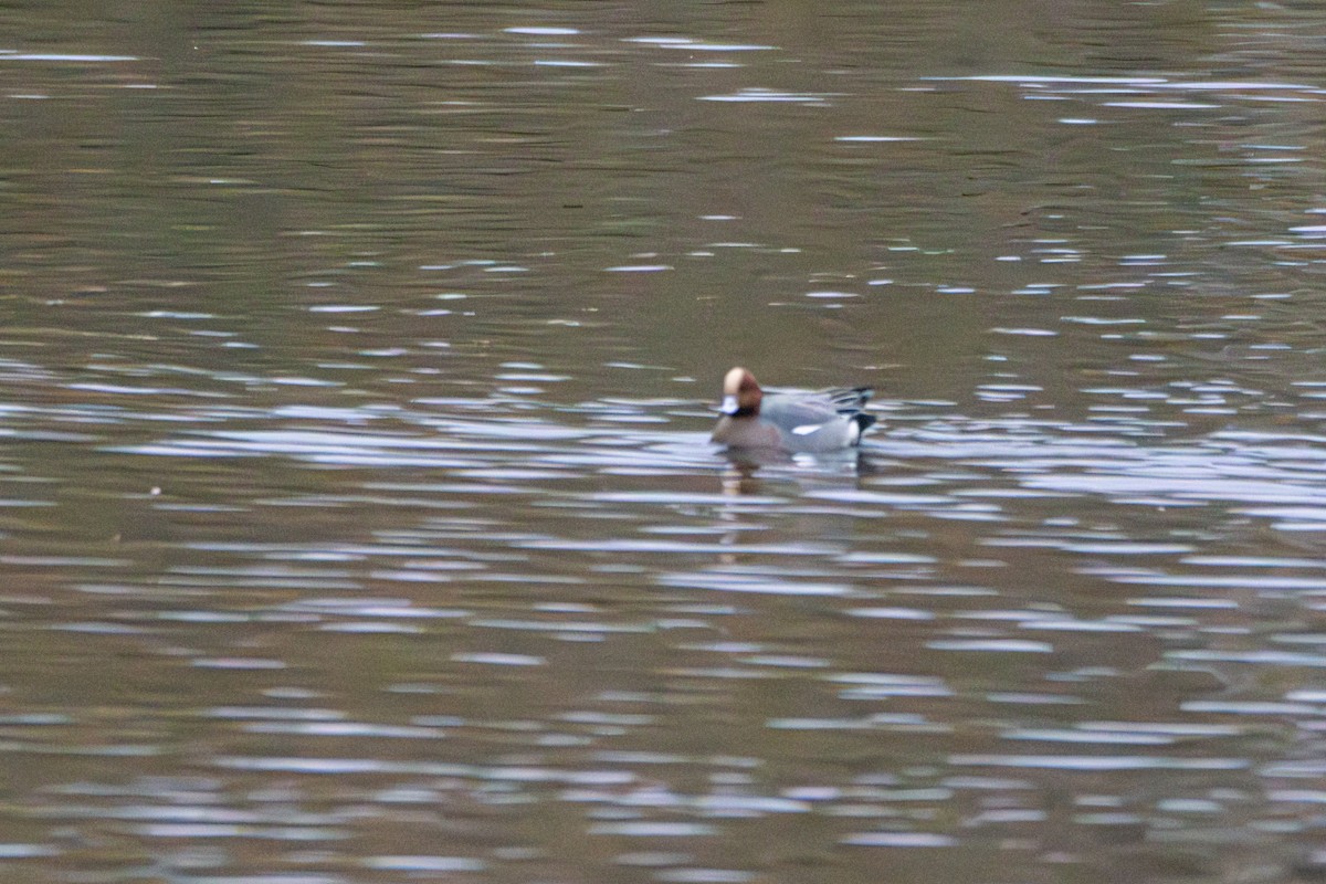 hvízdák eurasijský - ML646240577