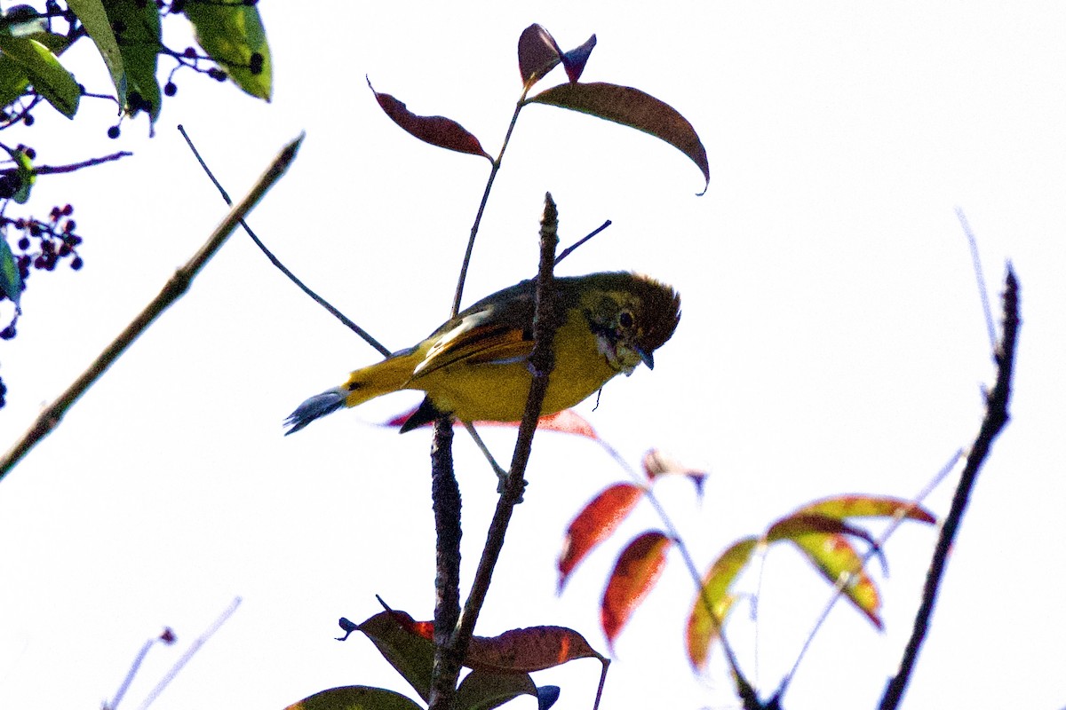 Chestnut-tailed Minla - ML646240578