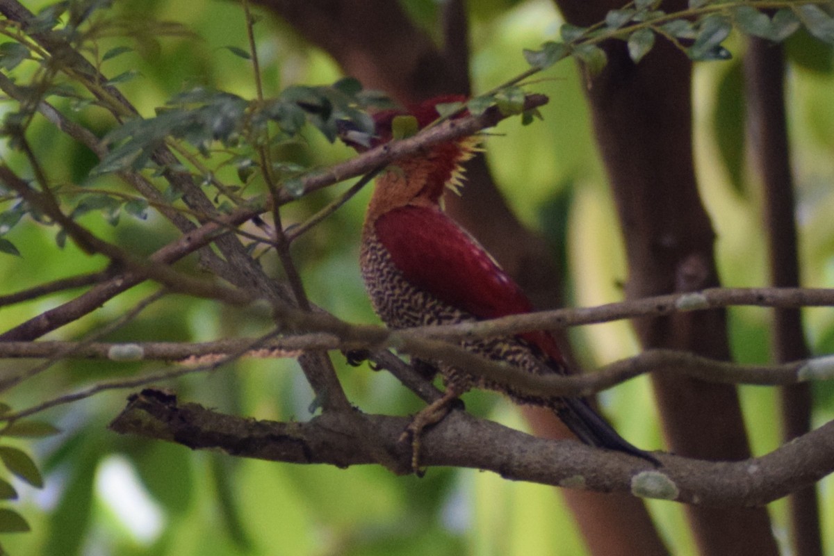 Banded Woodpecker - ML646240579
