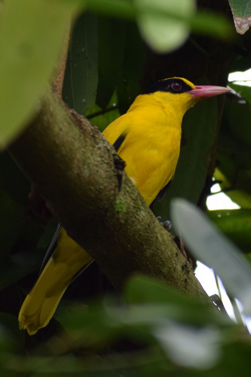 זהבן שחור-עורף - ML646240583