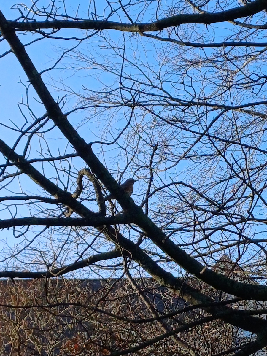 ワキアカツグミ - ML646240584