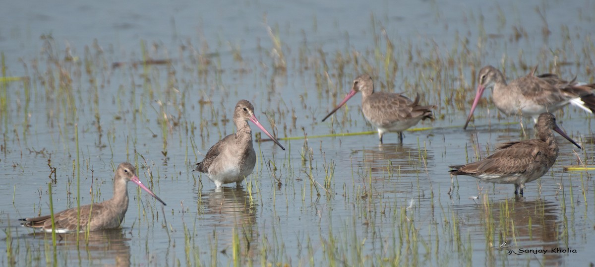 Black-tailed Godwit - ML646240585