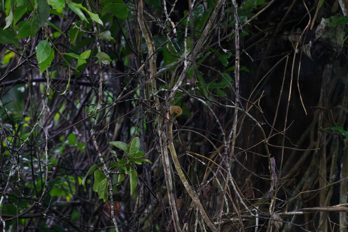 ムナフムシクイチメドリ - ML646240590