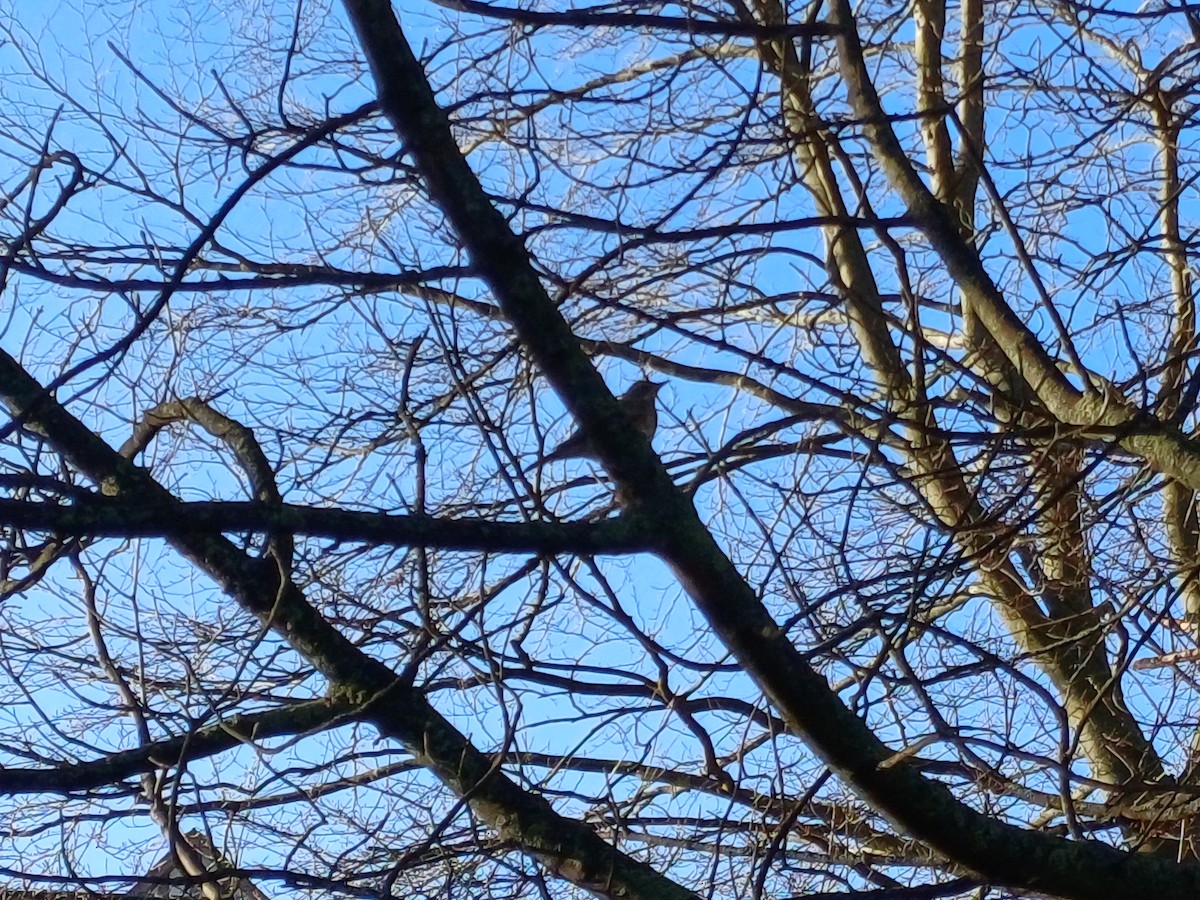 ワキアカツグミ - ML646240591