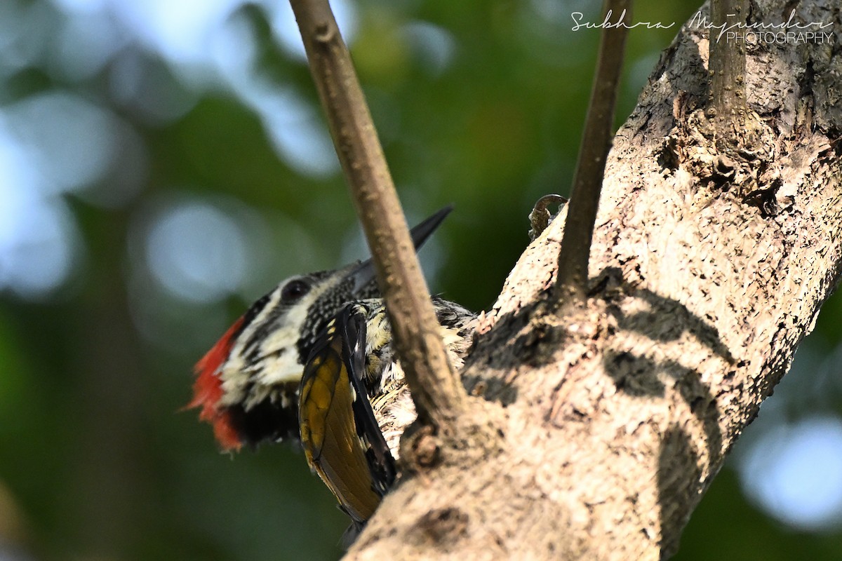Black-rumped Flameback - ML646240592