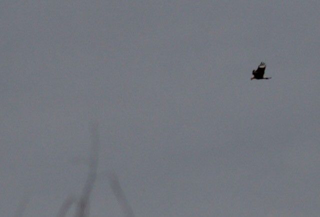 Crested Caracara - ML646240593