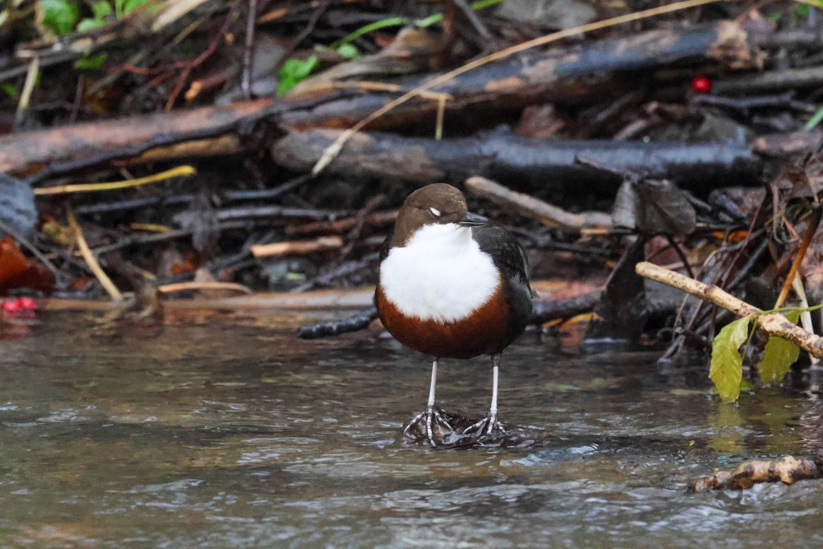 Пронурок біловолий - ML646240597