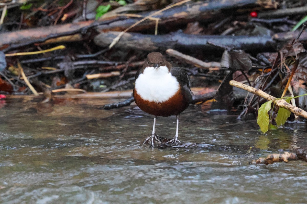 Пронурок біловолий - ML646240598