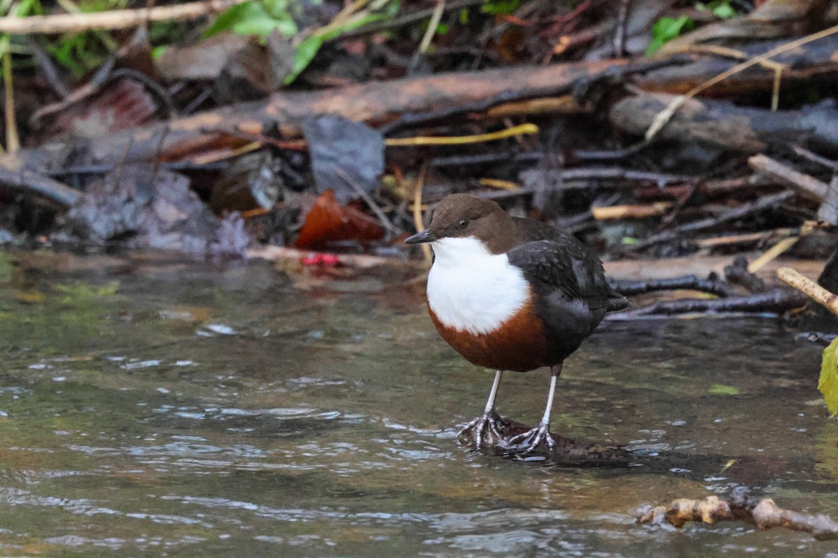 Пронурок біловолий - ML646240599